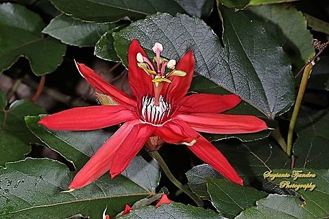 The Crimson Passion Flower, PassifloraVitifolia (Passifloraceae)  Crimson passion flower,Geotagged,Indonesia,Passiflora vitifolia,Summer