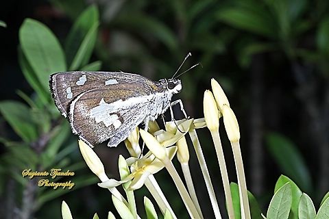 Grass Demon Butterfly,  Udaspes folus  Geotagged,Indonesia,Summer,Udaspes folus