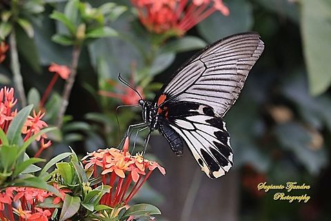 Great Mormon Butterfly, Papilio memnon coreleus (Papilionidae) - female  Geotagged,Great Mormon,Indonesia,Papilio memnon,Summer