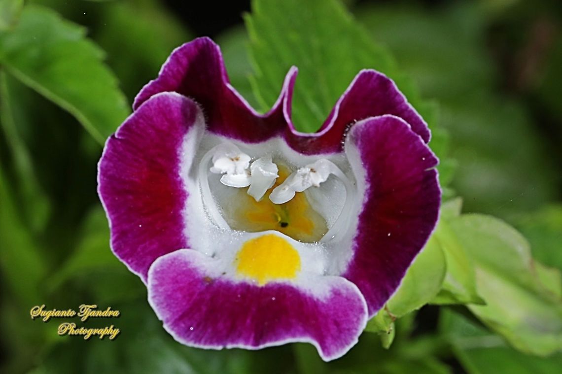 Wishbone flower, Torenia fournieri (Scrophulariaceae)  Bluewings,Geotagged,Indonesia,Summer,Torenia fournieri