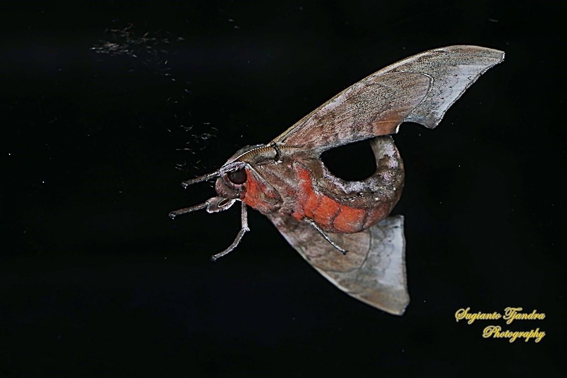 Hawk Moth, Sphingidae  Geotagged,Indonesia,Summer