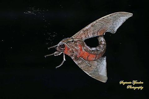 Hawk Moth, Sphingidae  Geotagged,Indonesia,Summer