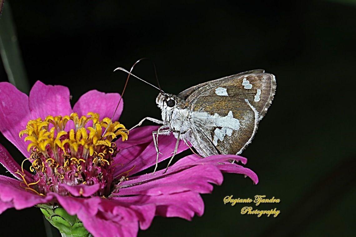 Grass Demon Butterfly,  Udaspes folus  Geotagged,Indonesia,Summer,Udaspes folus