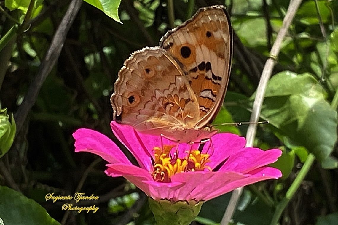 Blue pansy butterfly, Junonia orithya - lowerside/female  Geotagged,Indonesia,Junonia orithya,Summer