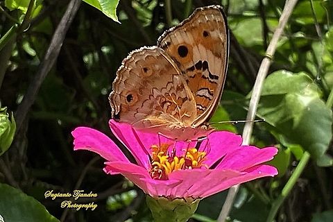 Blue pansy butterfly, Junonia orithya - lowerside/female  Geotagged,Indonesia,Junonia orithya,Summer