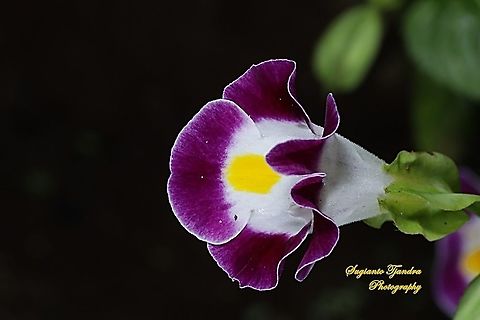 Wishbone flower, Torenia fournieri (Scrophulariaceae)  Bluewings,Geotagged,Indonesia,Summer,Torenia fournieri