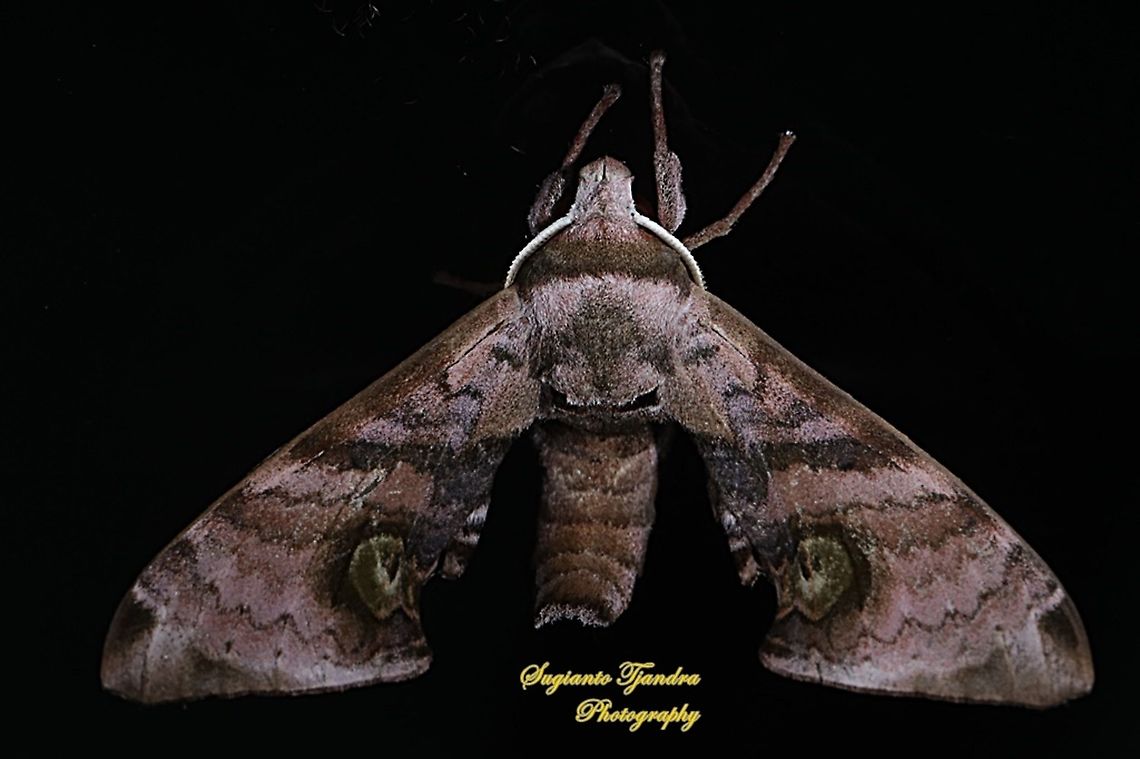 Hawk Moth, Sphingidae - upperside  Geotagged,Indonesia,Summer