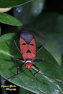The Red Cotton Stainer (Dysdercus cingulatus)  Dysdercus cingulatus,Geotagged,Indonesia,Red cotton bug,Summer