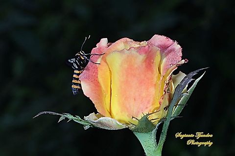 Orange spotted Tiger Moth - Amata huebneri (Huebner's Wasp Moth) on a rosebud  Amata huebneri,Geotagged,Hübner's Wasp Moth,Indonesia,Summer
