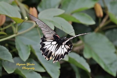 Great Mormon Butterfly, Papilio memnon memnon f. venusia (Papilionidae) - female "flying off"  Geotagged,Great Mormon,Indonesia,Papilio memnon,Summer