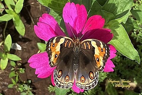 Blue pansy butterfly, Junonia orithya - upperside/female  Geotagged,Indonesia,Junonia orithya,Summer