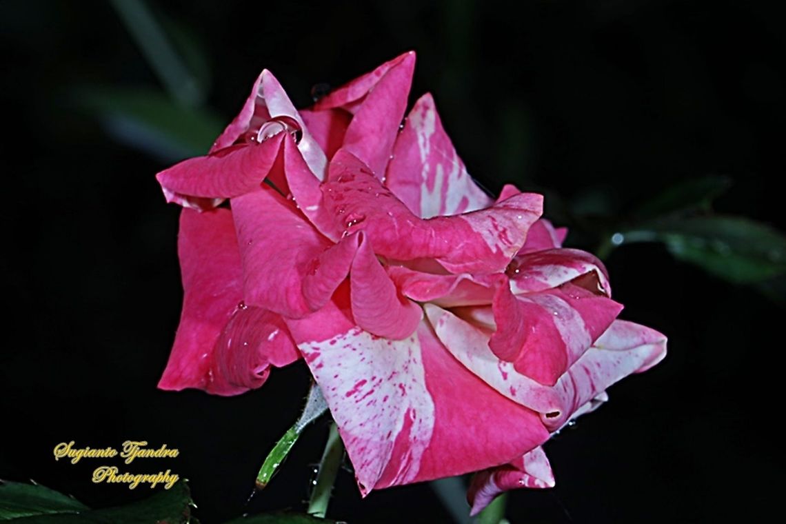 Bicolor Rose  Geotagged,Indonesia,Summer