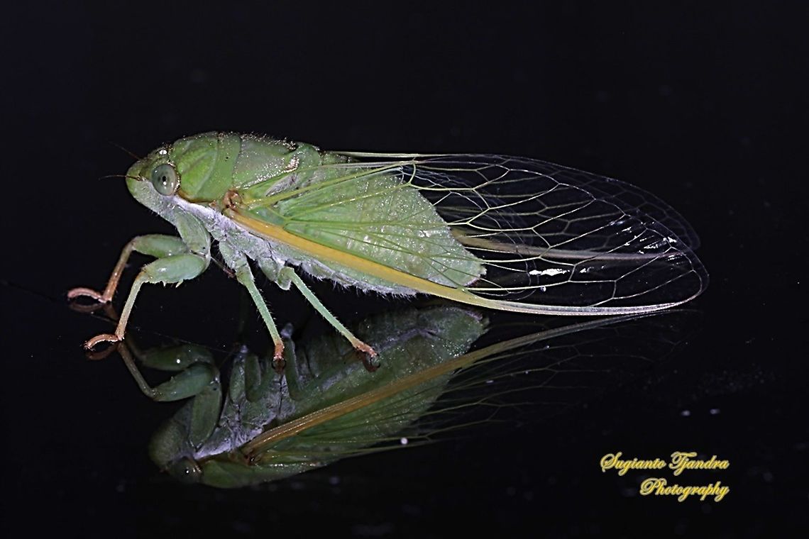 Tonggeret, Green Cicada (Cicadoidea) - "Reflection"  Geotagged,Indonesia,Summer