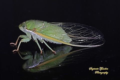 Tonggeret, Green Cicada (Cicadoidea) - "Reflection"  Geotagged,Indonesia,Summer
