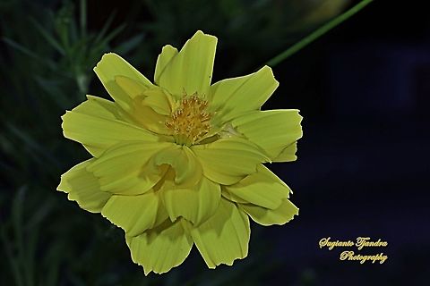 Yellow Cosmos (Cosmos sulphureus)  Cosmos sulphureus,Geotagged,Indonesia,Summer,Yellow Cosmos
