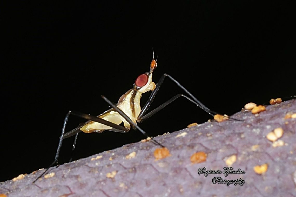 Banana Stalk fly, Neriidae  Geotagged,Indonesia,Summer