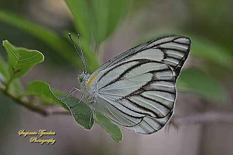 Striped Albatross Butterfly, Appias libythea olferna  Appias libythea,Geotagged,Indonesia,Striped albatross,Summer