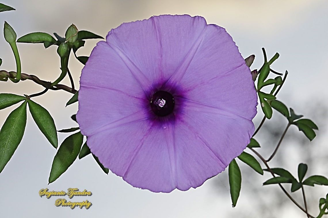 Morning Glory Creeper, Ipomoea cairica  Geotagged,Indonesia,Ipomoea cairica,Summer