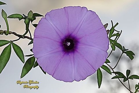 Morning Glory Creeper, Ipomoea cairica  Geotagged,Indonesia,Ipomoea cairica,Summer