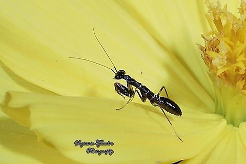 Asian Ant Mantis (Odontomantis planiceps)  Asian Ant Mantis,Geotagged,Indonesia,Odontomantis planiceps,Summer