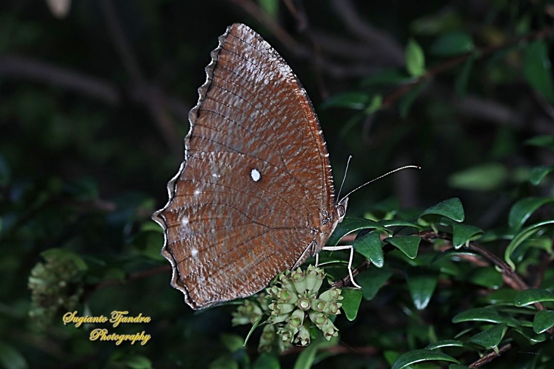 Common Palmfly Butterfly (Elymnias hypermnestra)  Common Palmfly,Elymnias hypermnestra,Geotagged,Indonesia,Summer