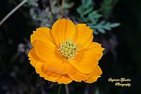 Orange Cosmos (Cosmos sulphureus)  Cosmos sulphureus,Geotagged,Indonesia,Summer,Yellow Cosmos
