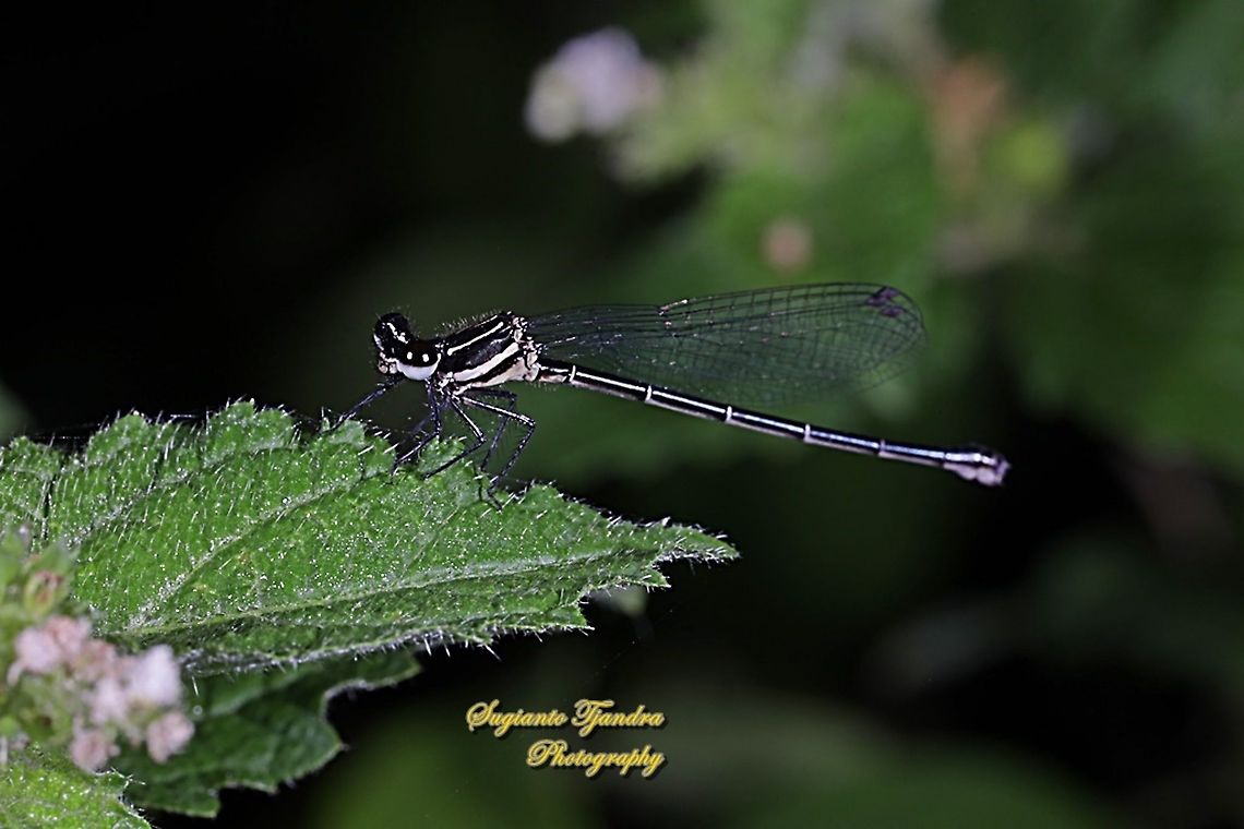 Marsh Dancer Damselfly (Onychargia atrocyana) - Male  Geotagged,Indonesia,Marsh dancer,Onychargia atrocyana,Summer
