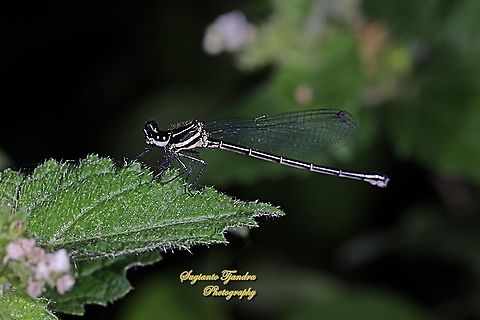 Marsh Dancer Damselfly (Onychargia atrocyana) - Male  Geotagged,Indonesia,Marsh dancer,Onychargia atrocyana,Summer