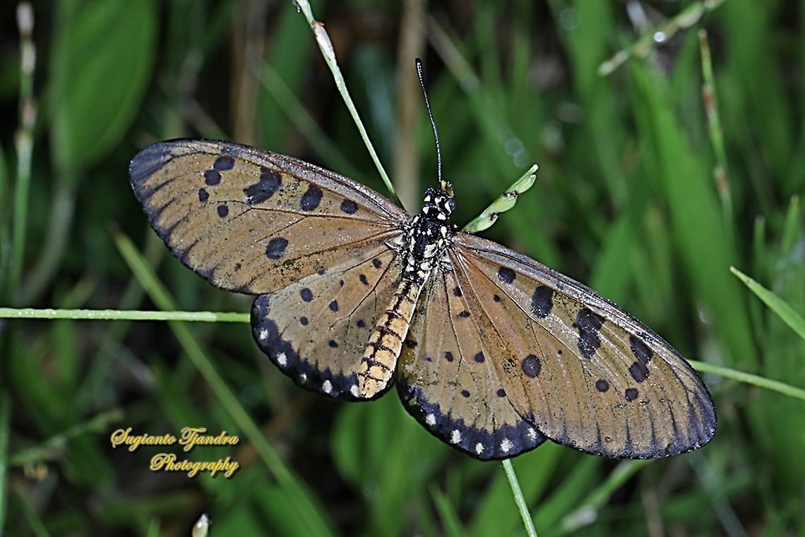 Tawny Coster Butterfly, Acraea terpsicore Linnaeus Upperside, Female  Acraea terpsicore,Geotagged,Indonesia,Summer,Tawny coster