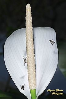 Oriental fruit fly, Bactrocera Dorsalis and a couple of Stingless Honey Bees (Meliponini) looking for nectar onto Peace Lily (Spathiphyllum Sp.)  Bactrocera dorsalis,Geotagged,Indonesia,Oriental Fruit Fly,Summer