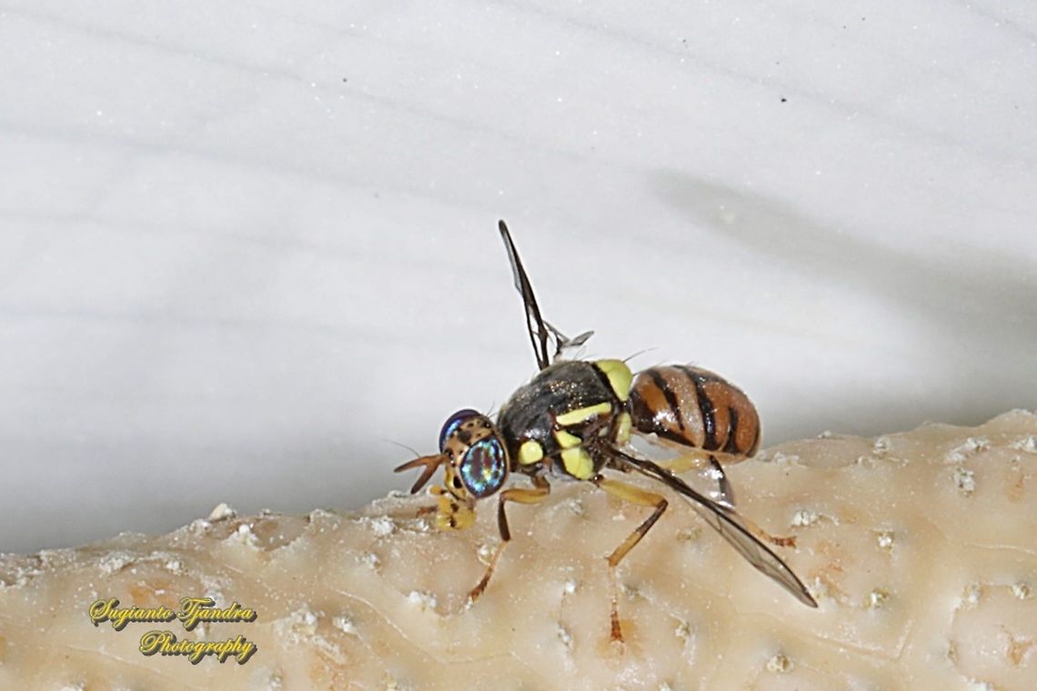 Oriental fruit fly, Bactrocera Dorsalis  Bactrocera dorsalis,Geotagged,Indonesia,Oriental Fruit Fly,Summer