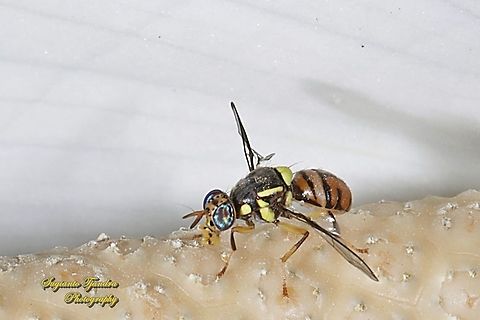 Oriental fruit fly, Bactrocera Dorsalis  Bactrocera dorsalis,Geotagged,Indonesia,Oriental Fruit Fly,Summer