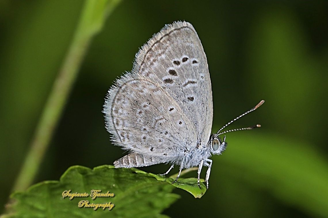 Pale Grass Blue, Zizeeria maha serica  Geotagged,Indonesia,Pale grass blue,Pseudozizeeria maha,Summer