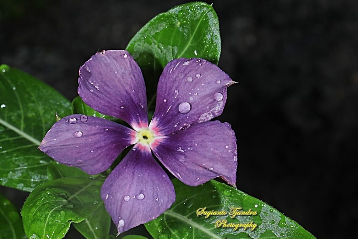 Violet Madagascar Periwinkle/ Catharanthus roseus, Apocynaceae  Catharanthus roseus,Geotagged,Indonesia,Madagascar rosy periwinkle,Summer