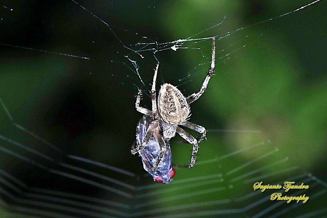 Web Spider w/prey  Geotagged,Indonesia,Summer