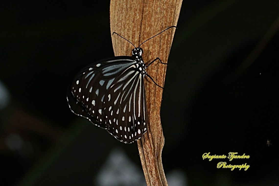 The Blue Glassy Tiger Butterfly  (Ideopsis vulgaris)  Blue Glassy Tiger,Geotagged,Ideopsis vulgaris,Indonesia,Summer