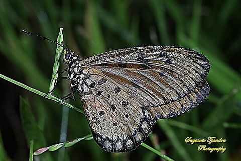 Tawny Coster Butterfly, Acraea terpsicore Linnaeus Lowerside, Female  Acraea terpsicore,Geotagged,Indonesia,Summer,Tawny coster