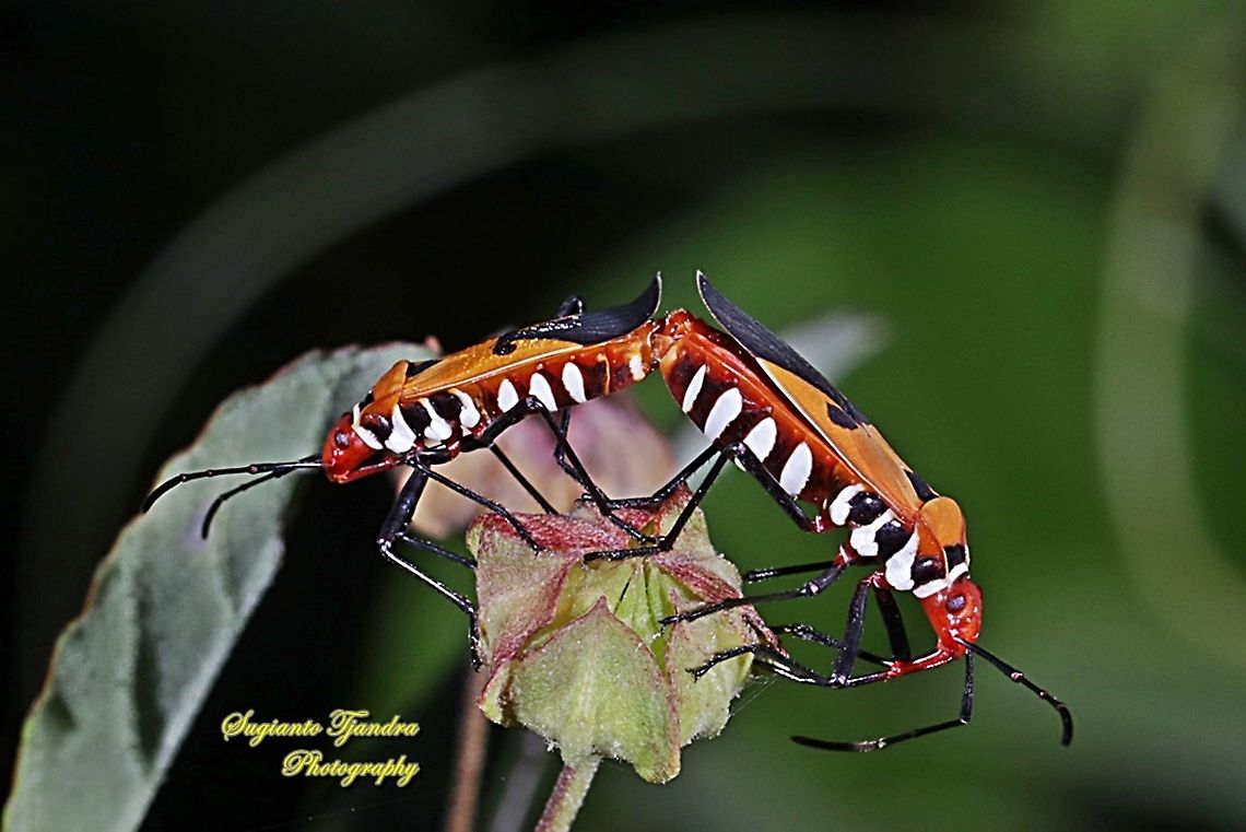 The Red Cotton Stainer (Dysdercus cingulatus) - Mating  Dysdercus cingulatus,Geotagged,Indonesia,Red cotton bug,Summer