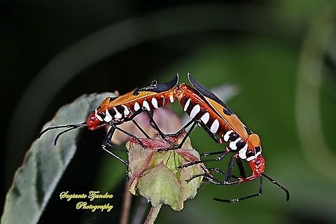 The Red Cotton Stainer (Dysdercus cingulatus) - Mating  Dysdercus cingulatus,Geotagged,Indonesia,Red cotton bug,Summer