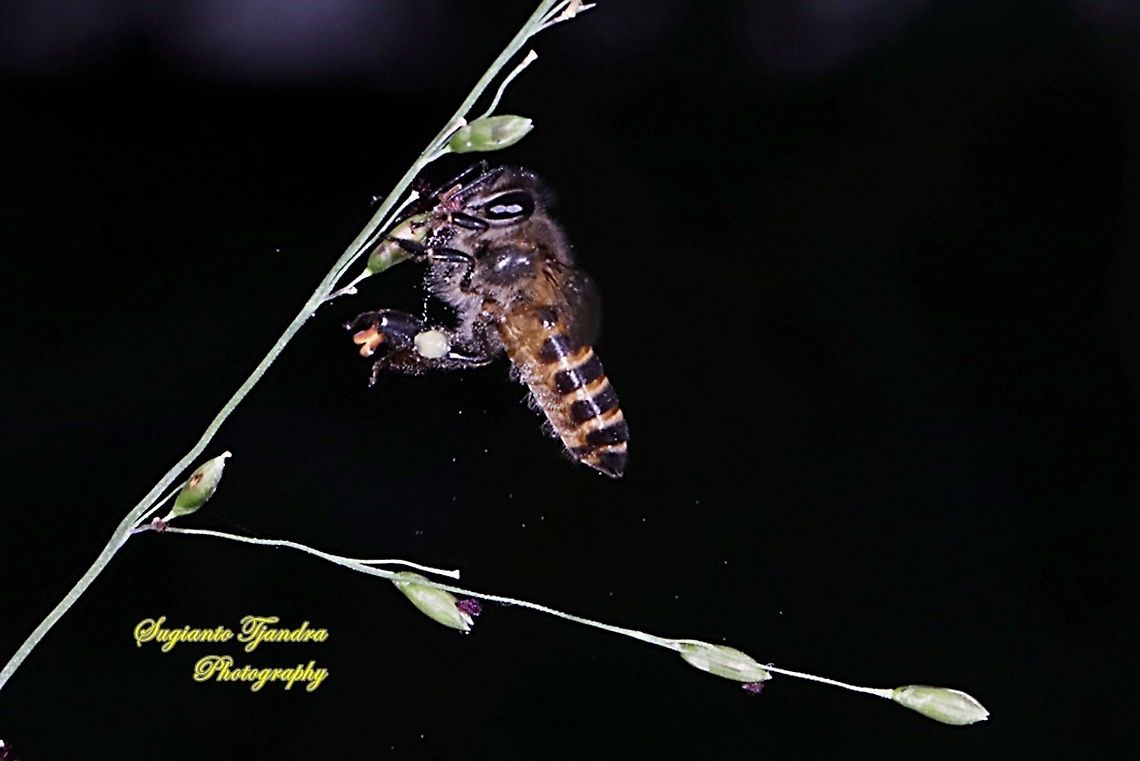 Honey Bee  Geotagged,Indonesia,Summer