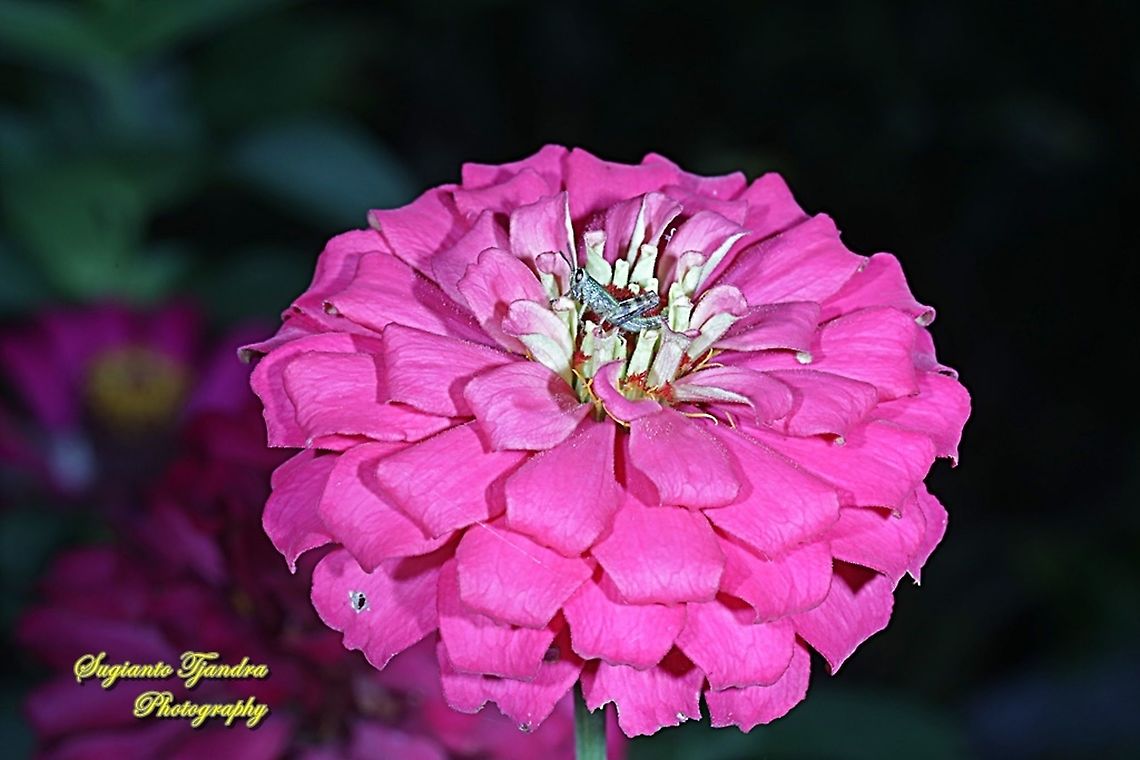 a Tiny grasshopper nymph on the Zinnia flower  Geotagged,Indonesia,Summer