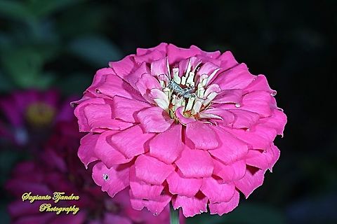 a Tiny grasshopper nymph on the Zinnia flower  Geotagged,Indonesia,Summer