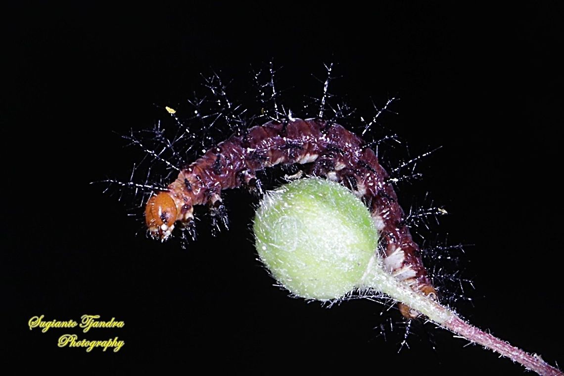 Tawny Coster Caterpillar  Acraea terpsicore,Geotagged,Indonesia,Summer,Tawny coster