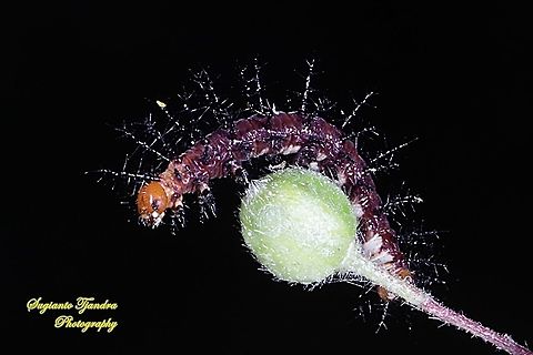 Tawny Coster Caterpillar  Acraea terpsicore,Geotagged,Indonesia,Summer,Tawny coster