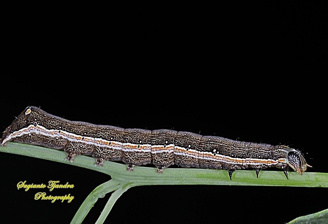 Caterpillar  Geotagged,Indonesia,Summer