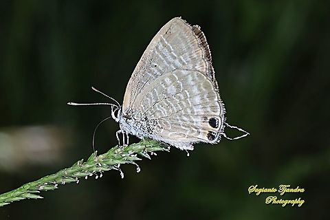 Long-tailed blue Butterfly, Lampides boeticus  Double-spotted Line Blue,Geotagged,Indonesia,Nacaduba biocellata,Summer