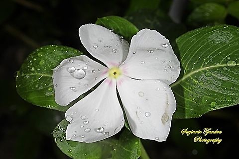 White Madagascar Periwinkle/ Catharanthus roseus, Apocynaceae  Catharanthus roseus,Geotagged,Indonesia,Madagascar rosy periwinkle,Summer