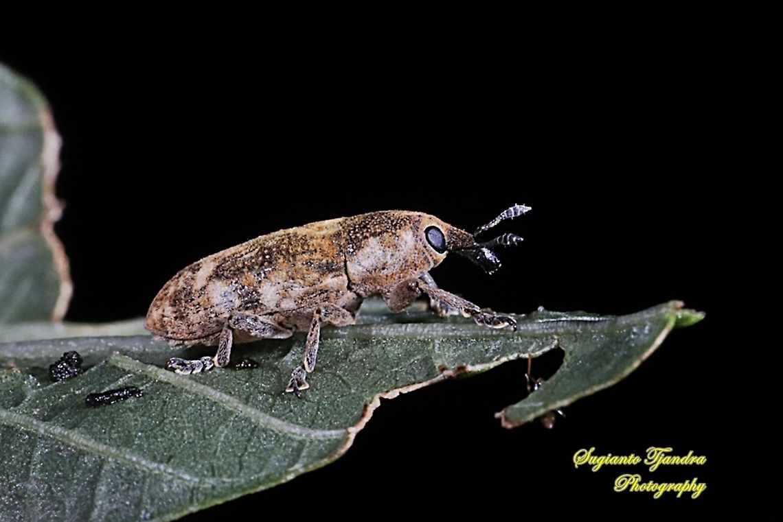 Weevil, Curculionoidea  Geotagged,Indonesia,Lixus angustatus,Summer