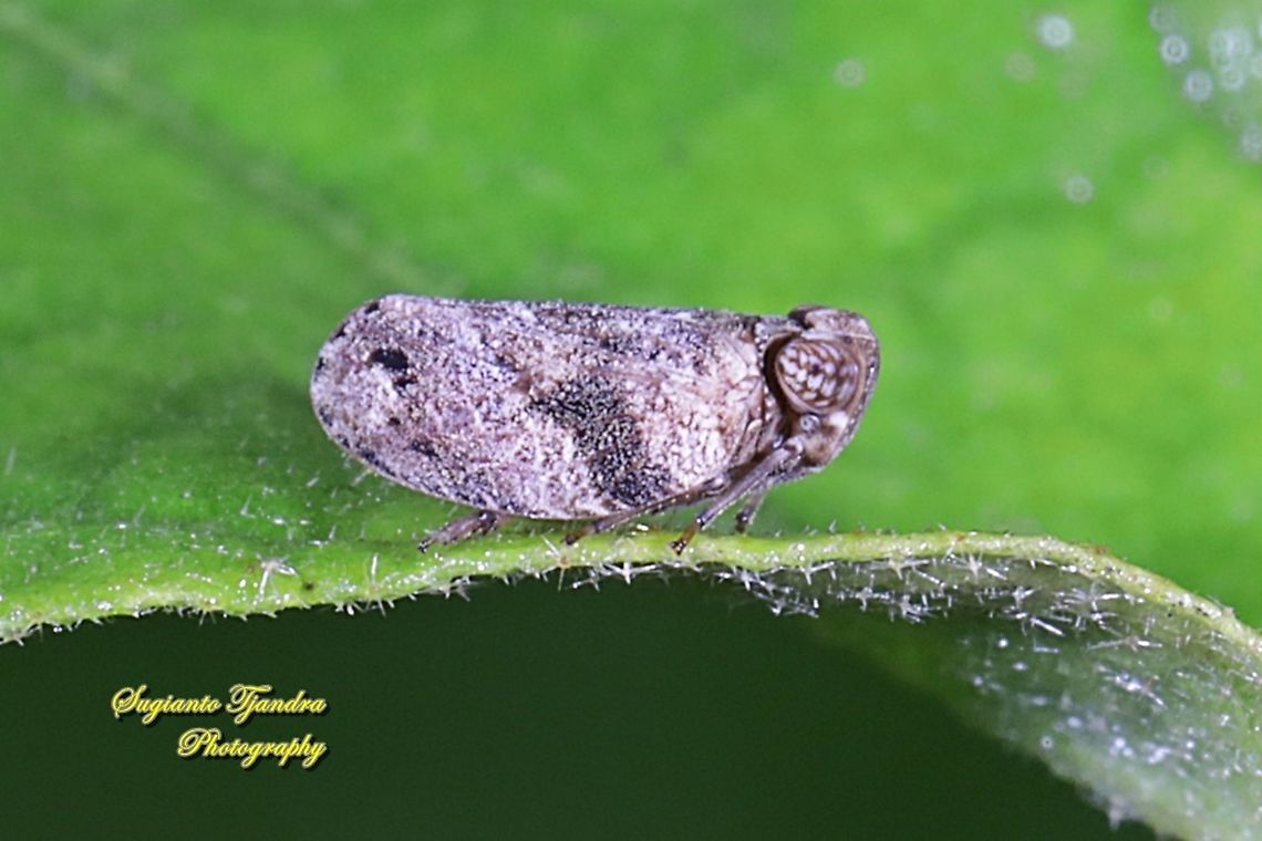 Leafhopper (undefined ID)  Geotagged,Indonesia,Summer