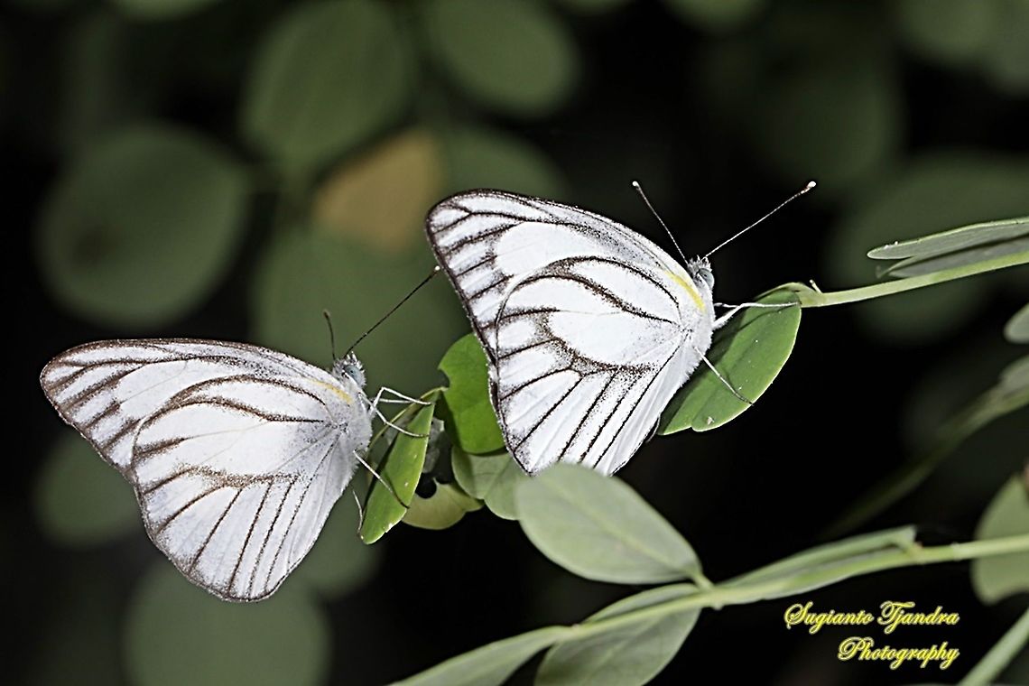 Striped Albatross Butterfly, Appias olferna olferna  Appias olferna,Geotagged,Indonesia,Striped albatross,Summer